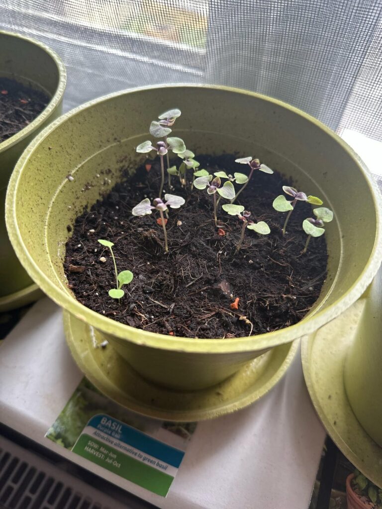Growing some purple ball basil but have an extra visitor it seems