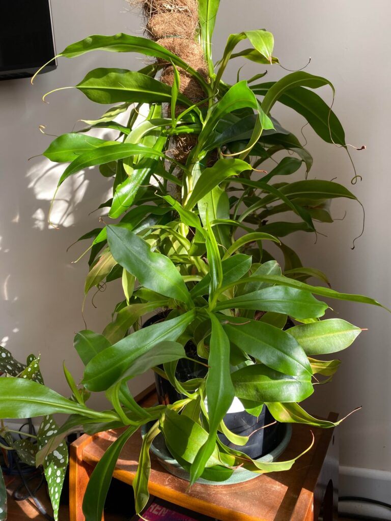 Advice needed on nepenthes not growing pitchers