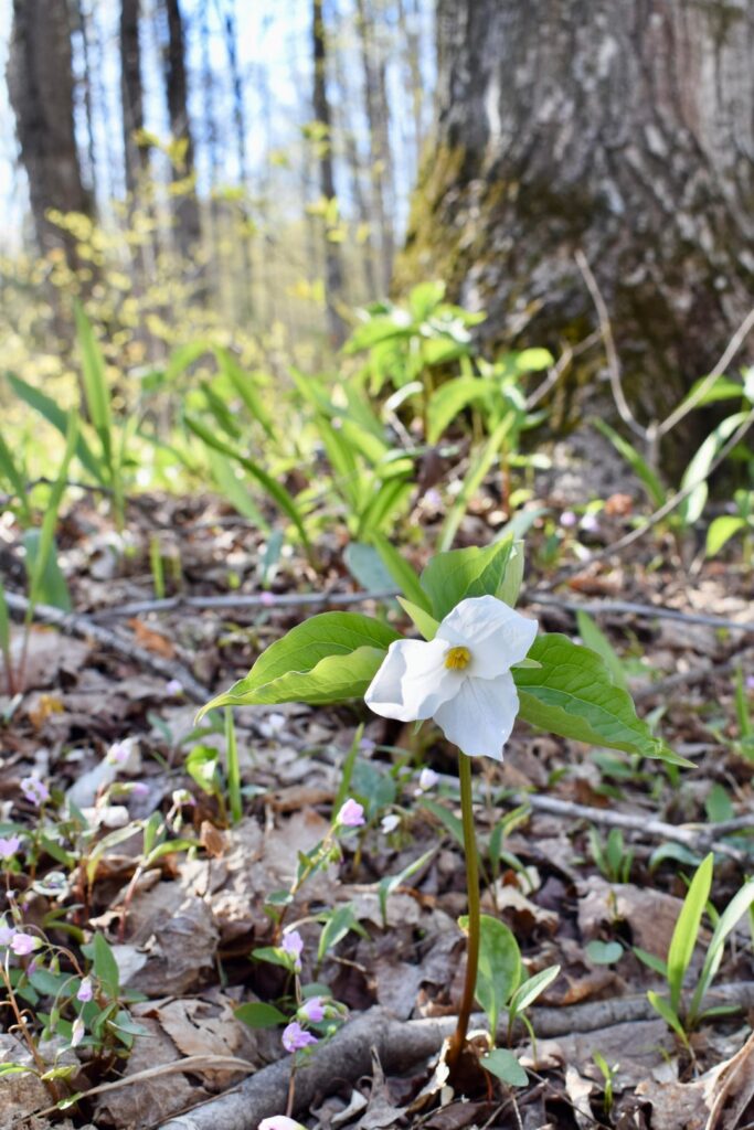 Does anyone know what type of trillium these are?  In northwestern Michigan, United States