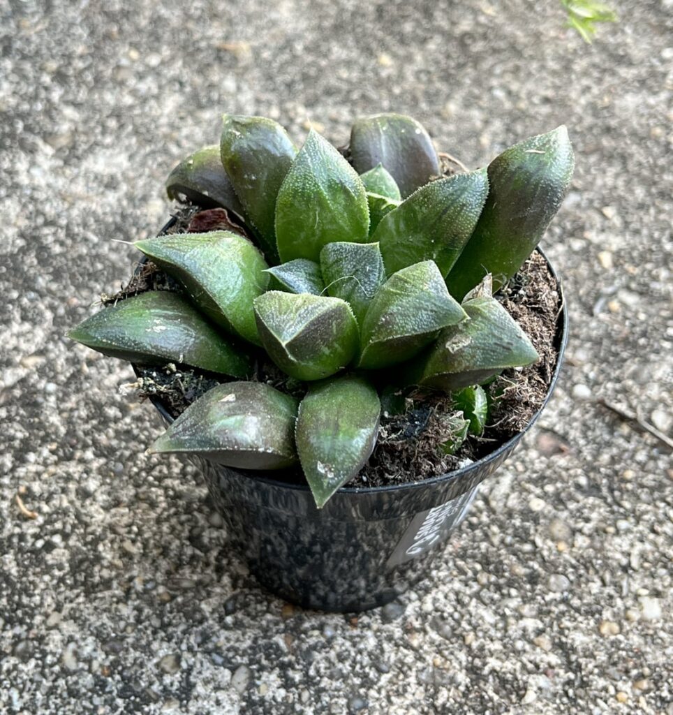 weekend potpourri - Haworthia & friends