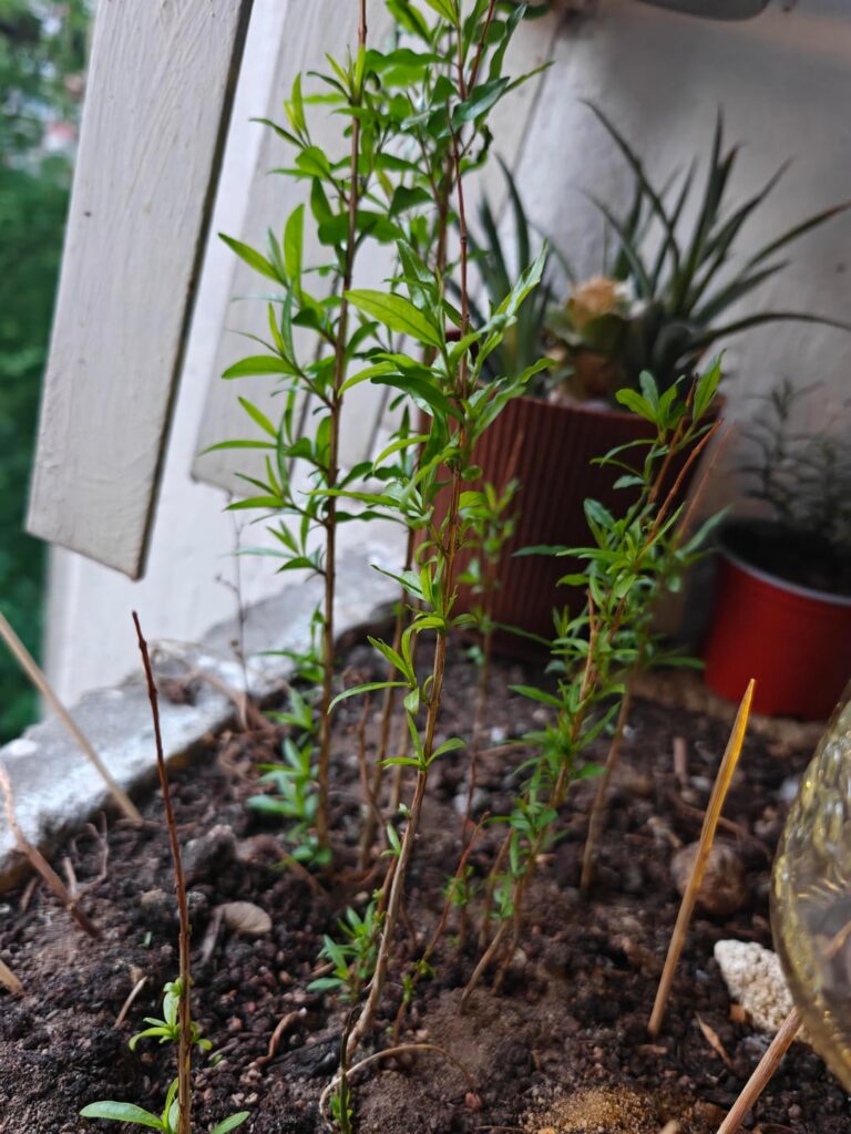 Could this be pomegranate?