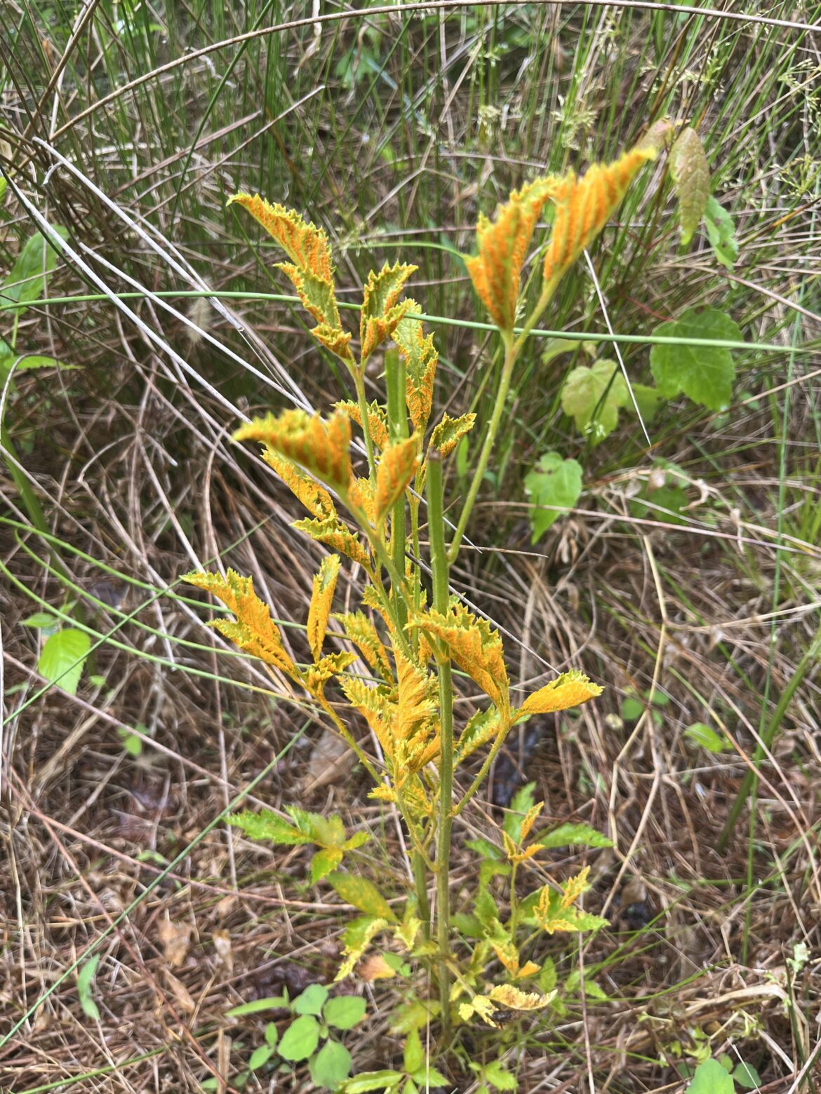 Orange Stuff on Plants