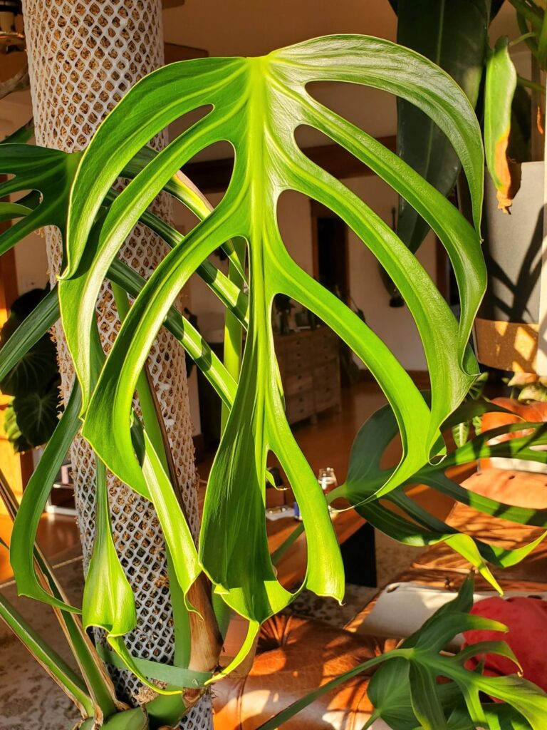 golden hour hitting the Burle Marx Flame just right