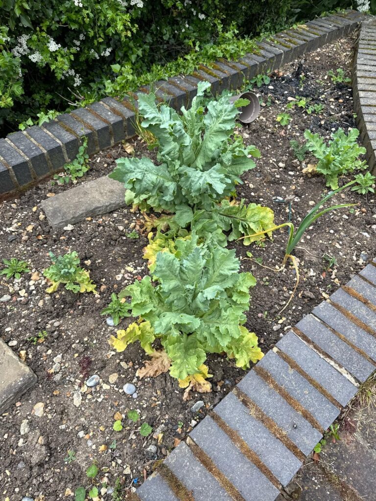 Hi what plant is this. Growing where the previous owners had veg