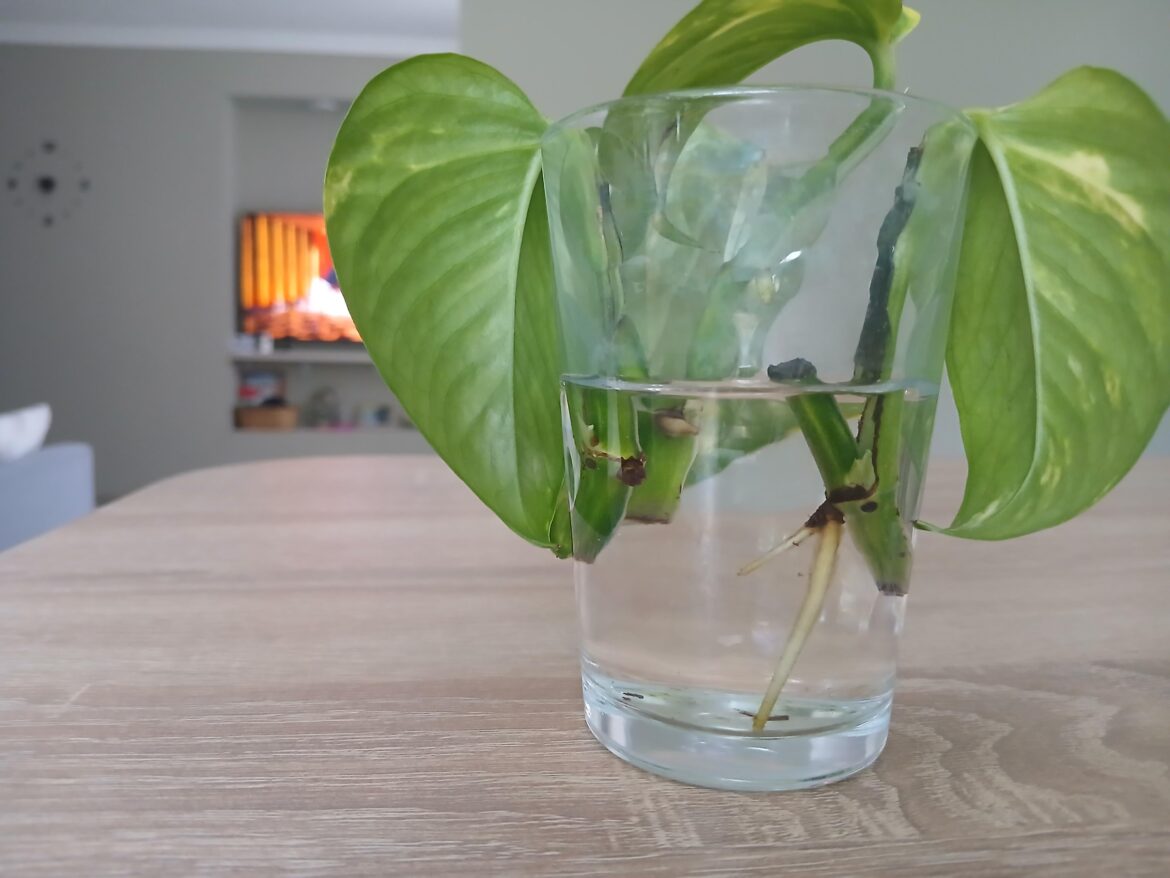 Is this pothos ready to put in soil?