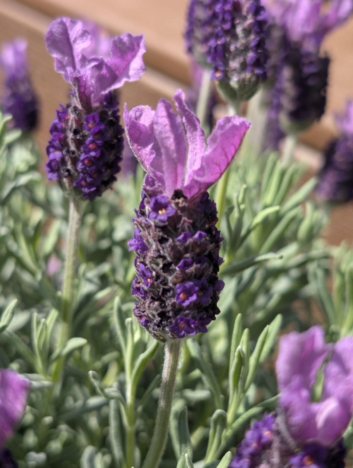Spanish lavender (Lavendula stoechas)
