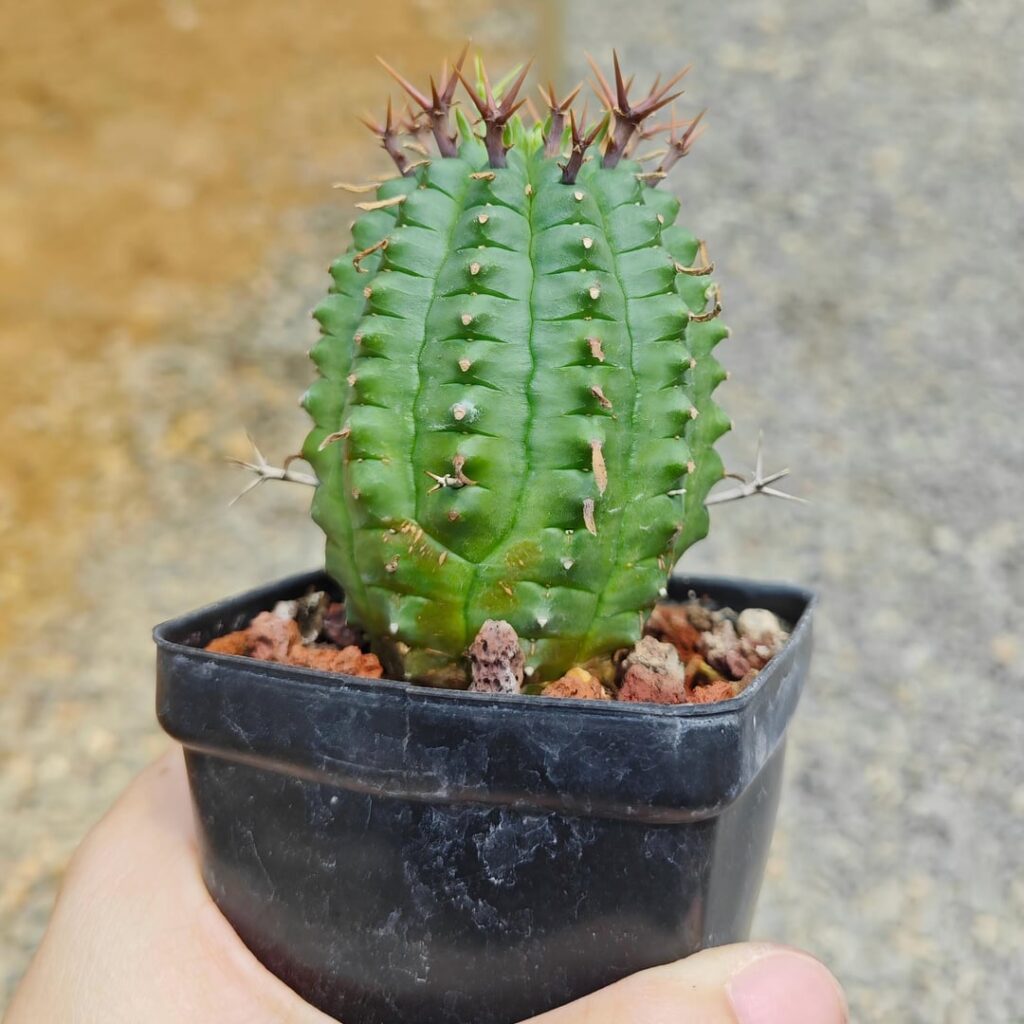 Euphorbia stellaespina