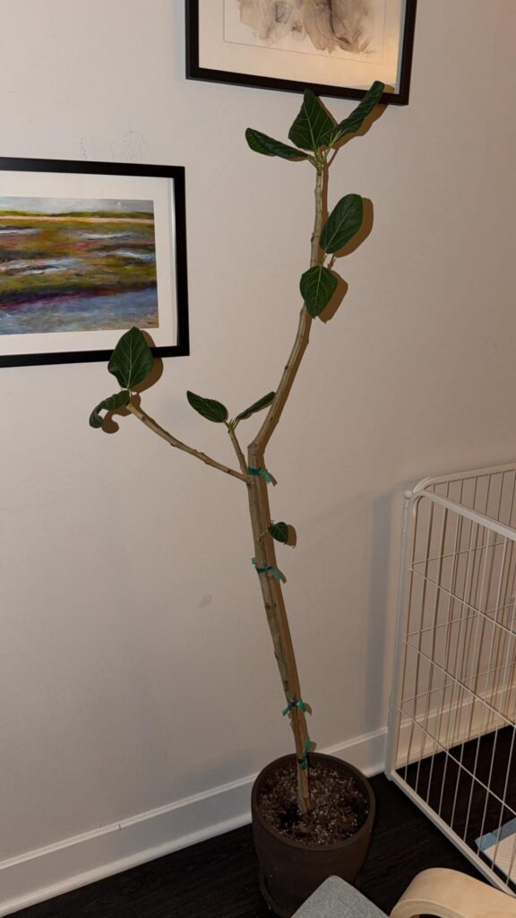 bare ficus plant bare ficus plant