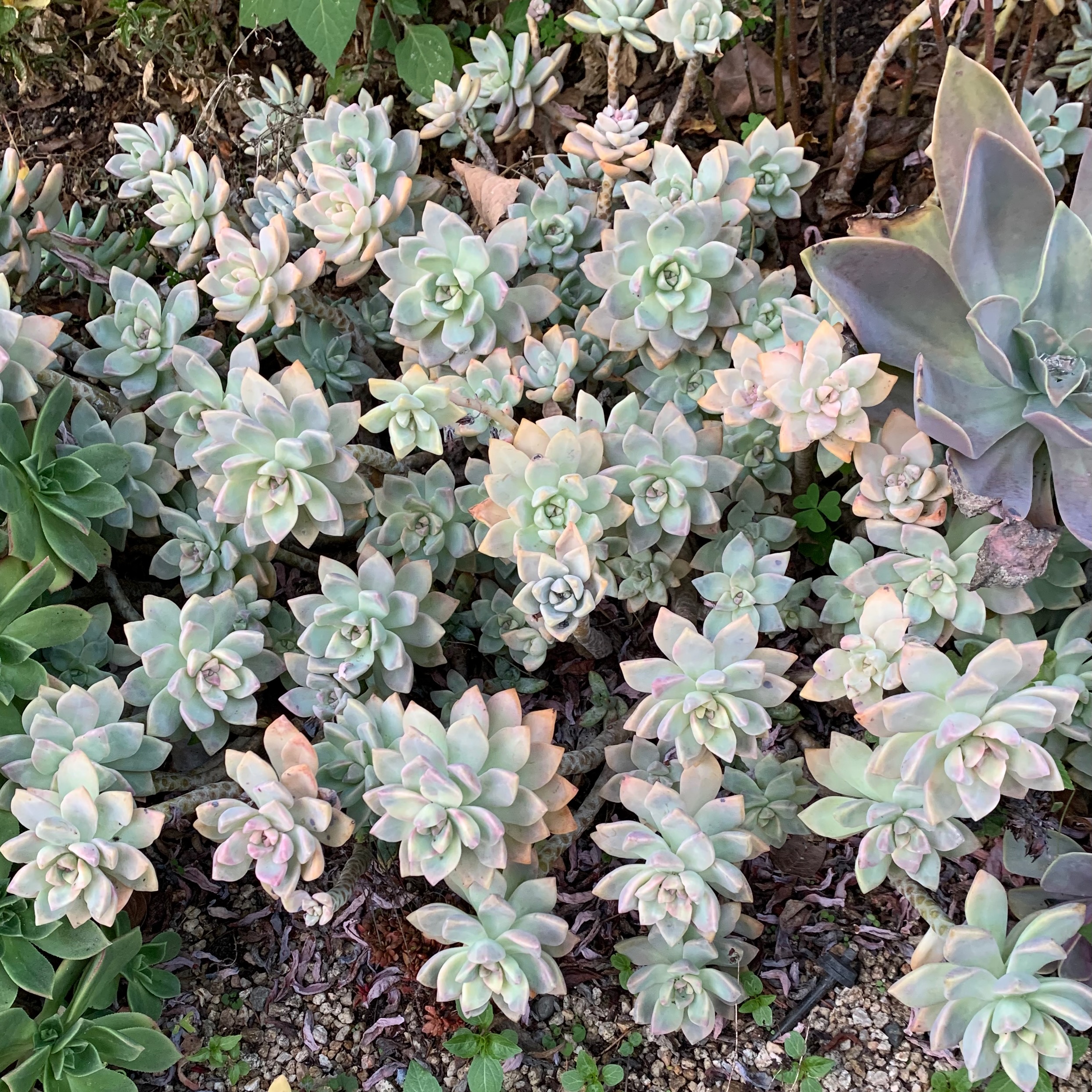 Ghost plant (Graptopetalum paraguayense). This hardy succulent forms rosettes of...