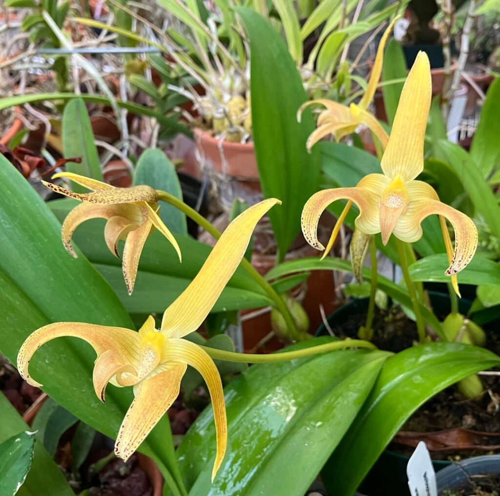 Bulbophyllum lobbii