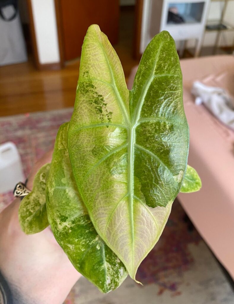 New leaf day