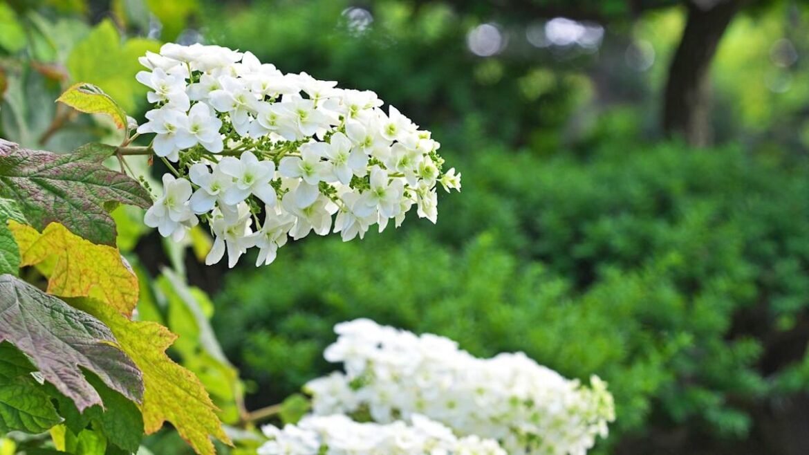 The One Hydrangea To Plant For More Songbirds – It’s Beautiful, Low-Maintenance, And Easy To Grow