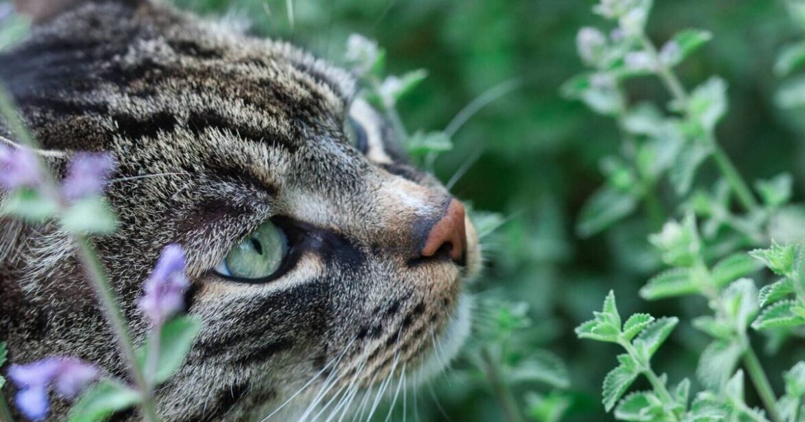 Peter Dowdall: Why these plants are catnip to every gardener Peter Dowdall: Why these plants are catnip to every gardener
