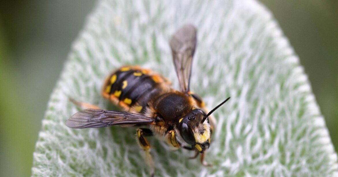 How well do you know your garden bees?