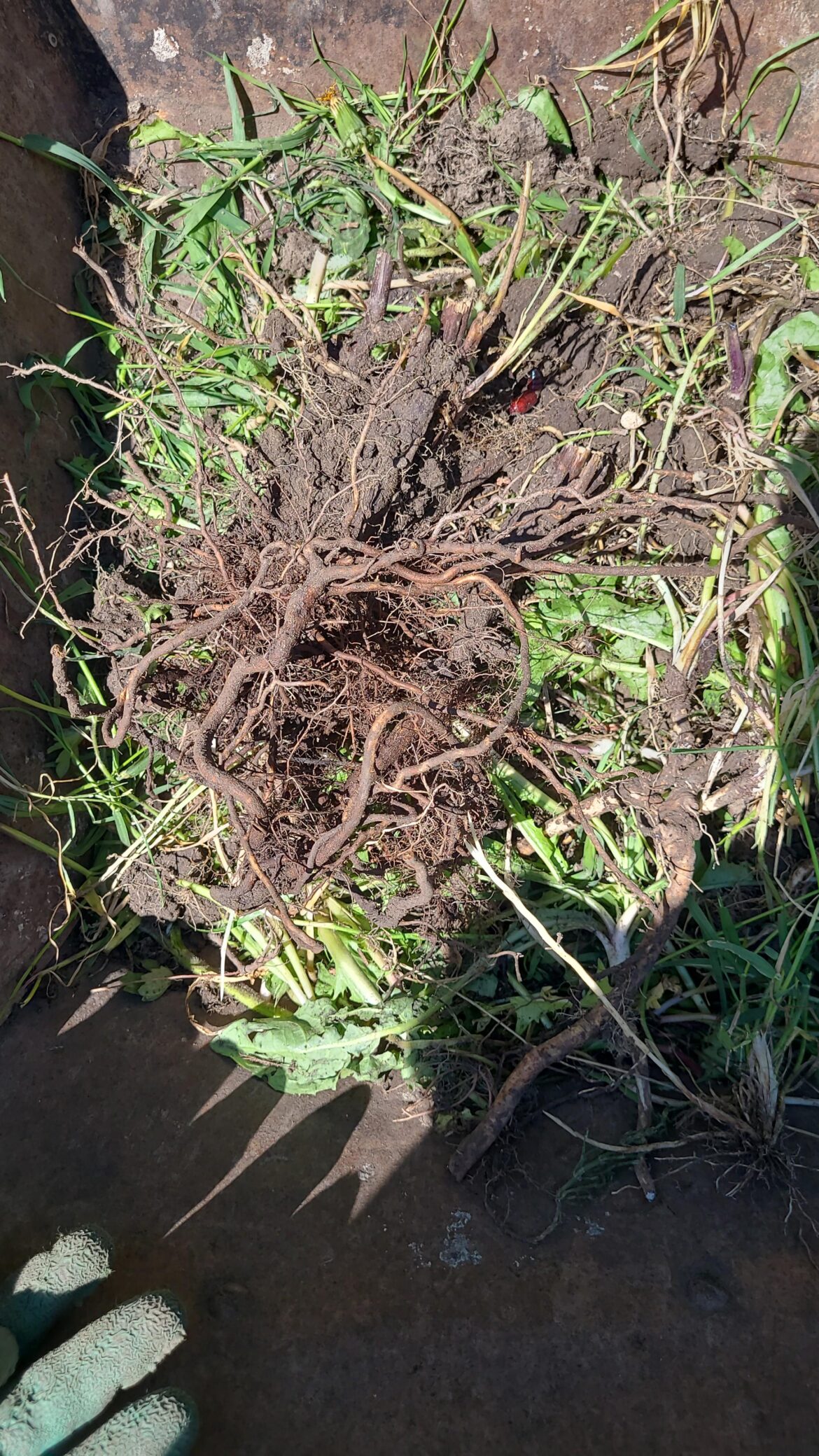 Nasty find on the allotment, known for bindweed, would this be it or am I facing another battle