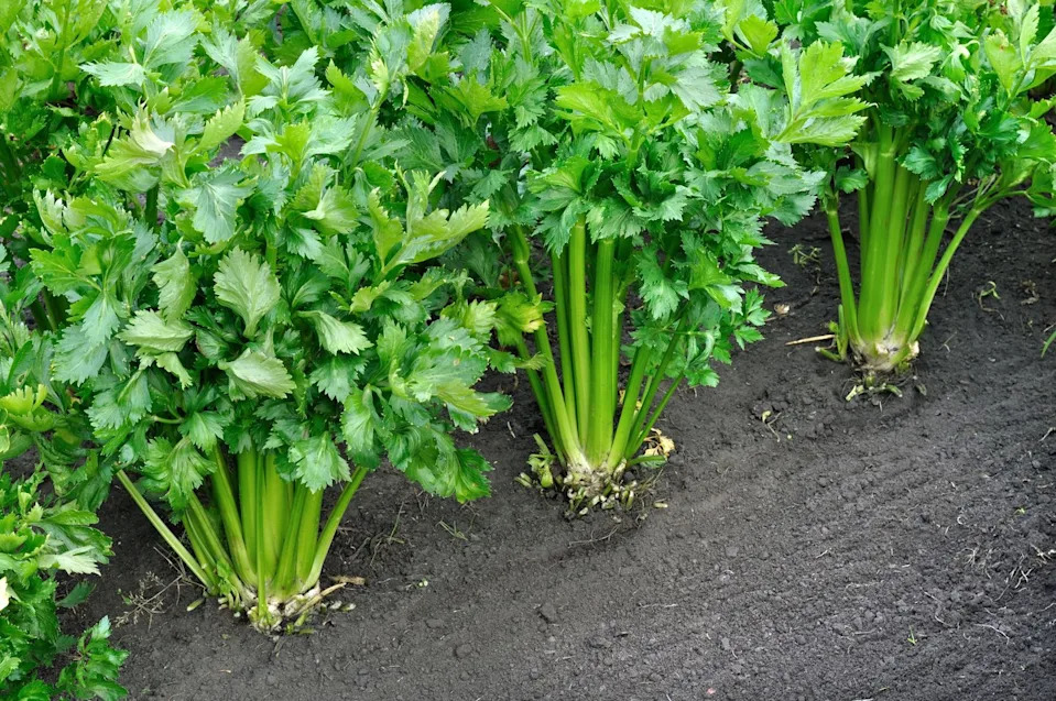 close up of growing celery plantation