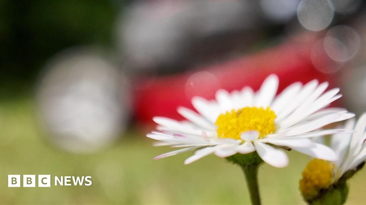 No Mow May campaign lets it all go wild for nature A close up of a yellow centred daisy with white petals on a grass lawn as a mower is pushed past in the background