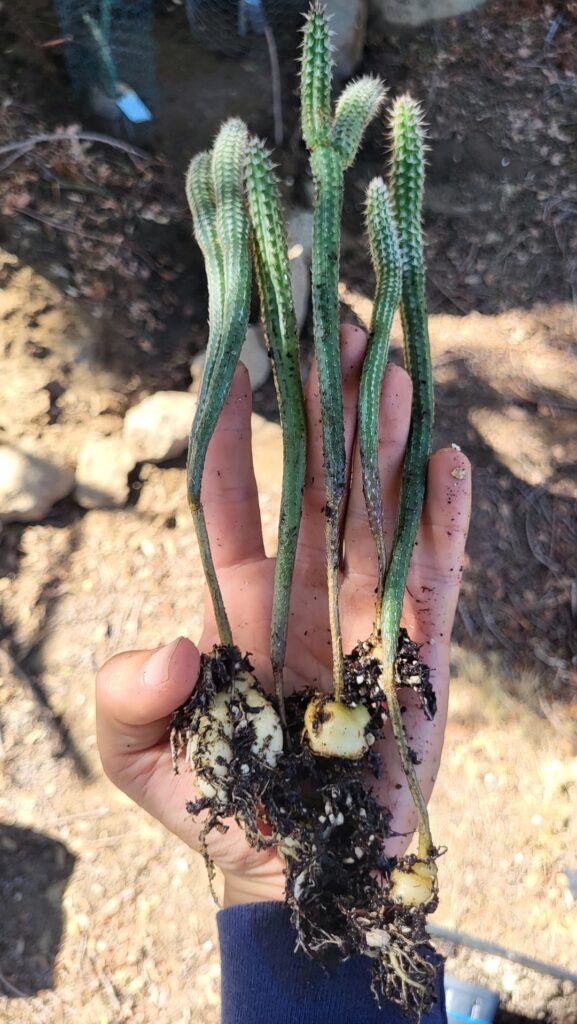 Echinocereus poselgeri