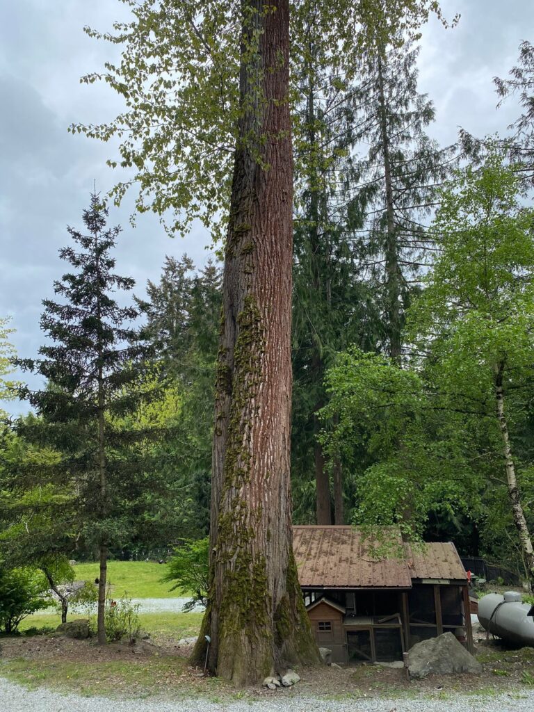 Is this Cottonwood totally boned? (Western WA, USA) Is this Cottonwood totally boned? (Western WA, USA)