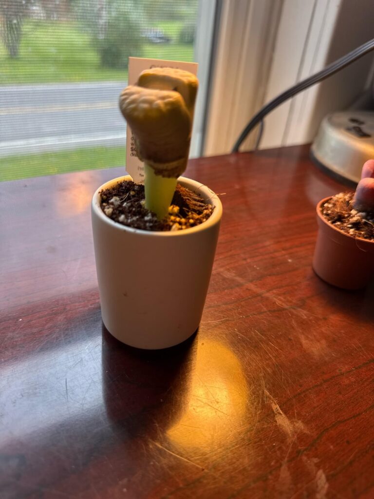 Question about growth Question about growth