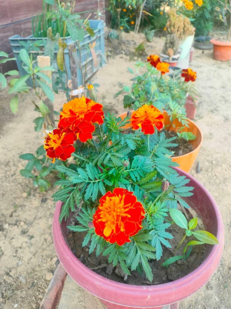 Double colour marigold