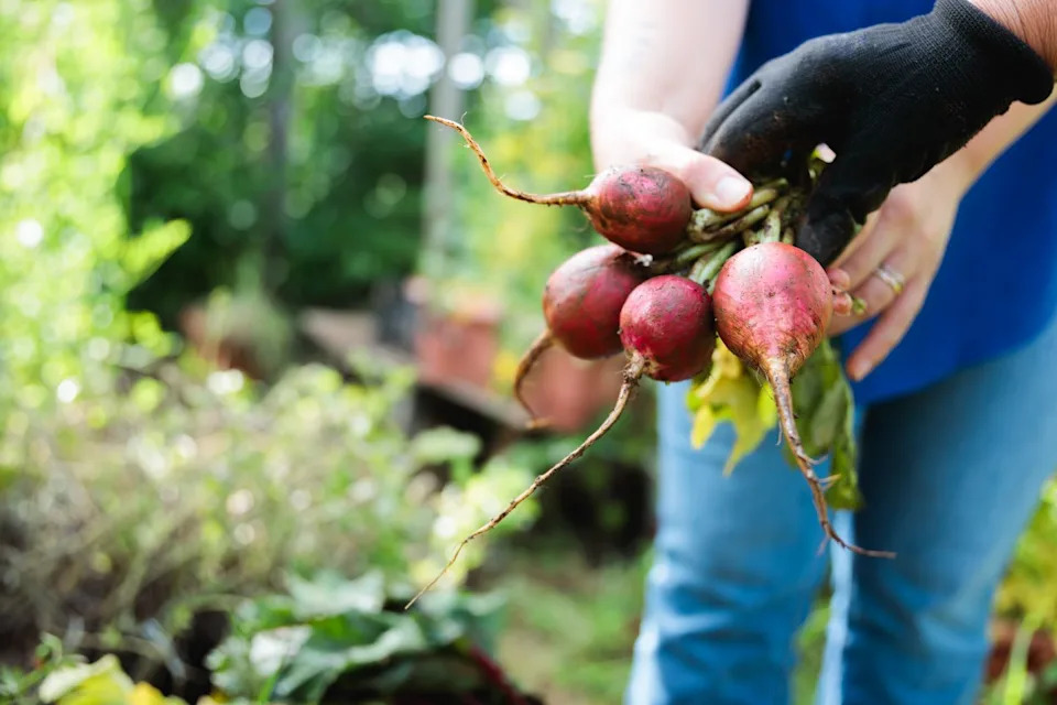 family harvest time: unrecognizable latin senior mother & adult daughter collecting root vegetables in home garden. copy space