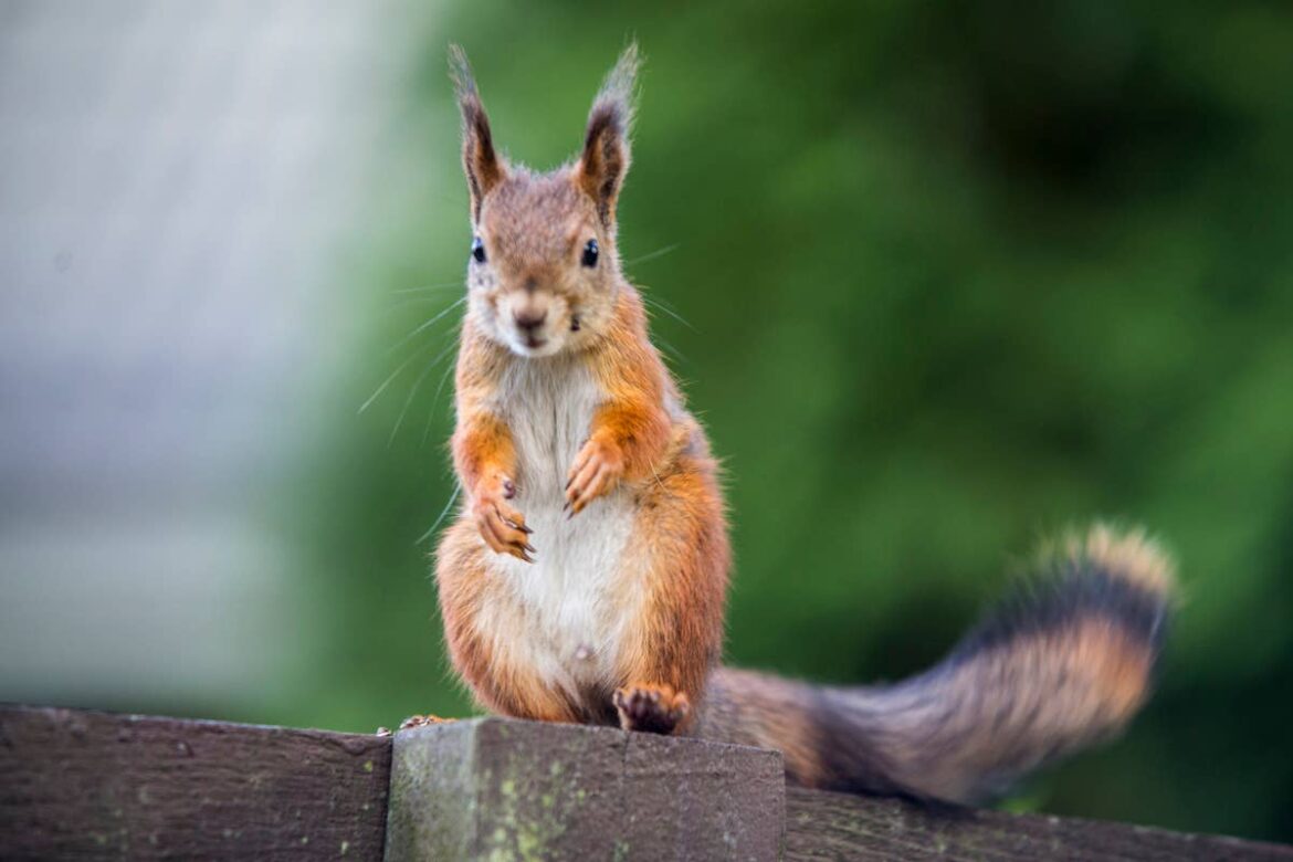 The No. 1 Way to Keep Squirrels Out of Your Garden This Summer, According to an Expert