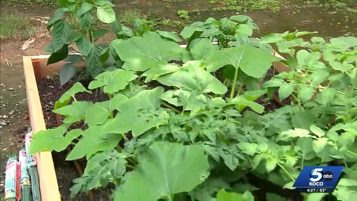 Gardeners across Oklahoma prepare for cold snap