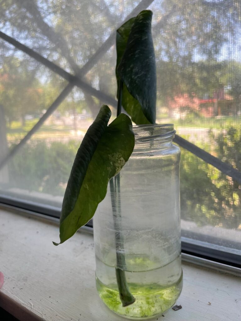 This monstera mint cutting won’t root even if I paid it