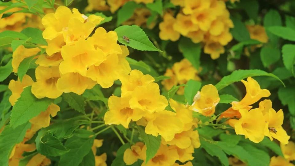 Tecoma stans yellow flowers.