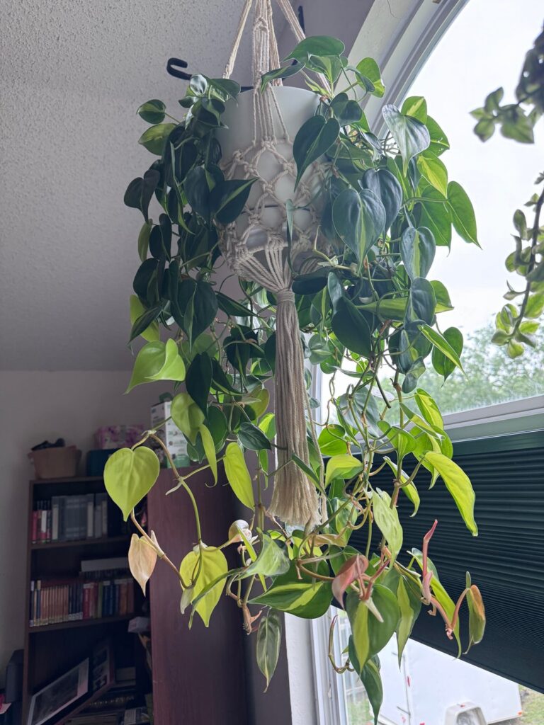 Why are her leaves growing in pink?