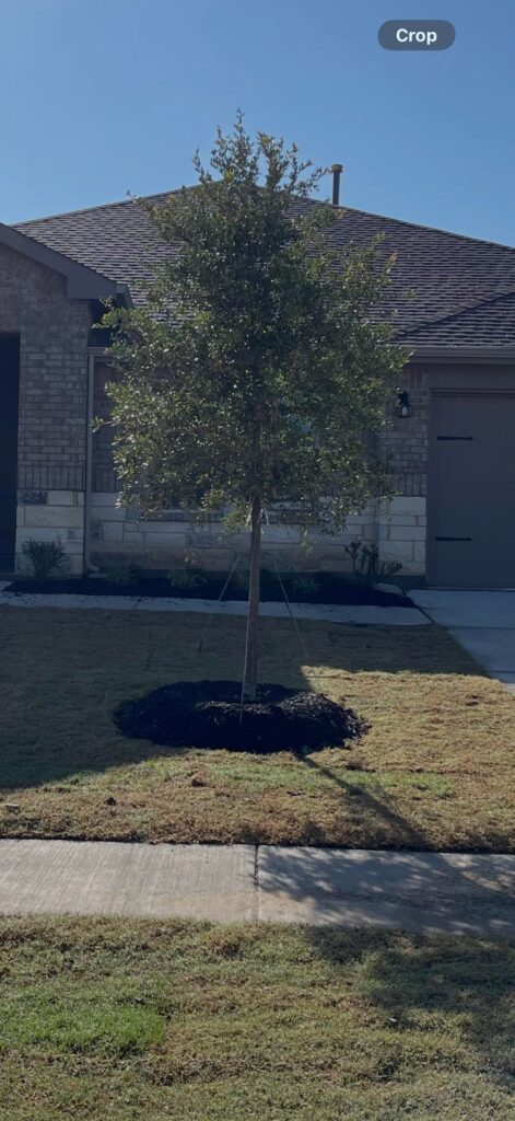 Is my tree a goner? Is my tree a goner?