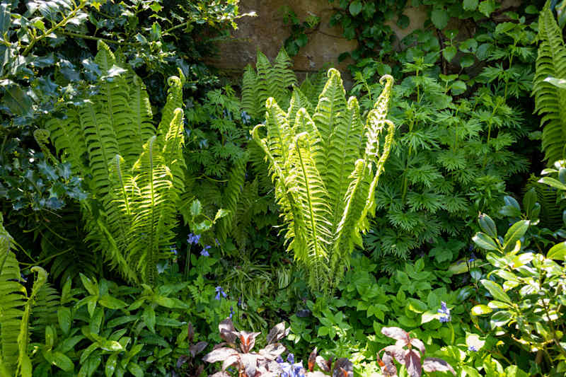 Fern fronds backlit