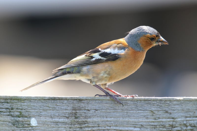 Chaffinches will eat insects