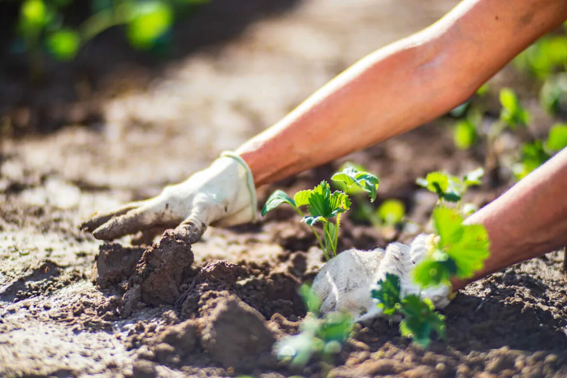 Redditors Are Sharing Their Best Gardening Tricks—and These 6 Are Actually Genius Redditors Are Sharing Their Best Gardening Tricks—and These 6 Are Actually Genius