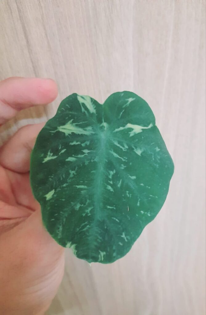 Mosaic Virus on Colocasia (Taro) ? Mosaic Virus on Colocasia (Taro) ?