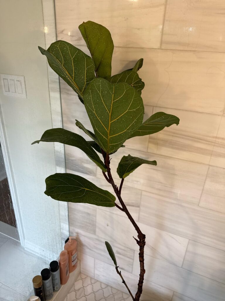 Rescued Fiddle leaf fig, need advice Rescued Fiddle leaf fig, need advice