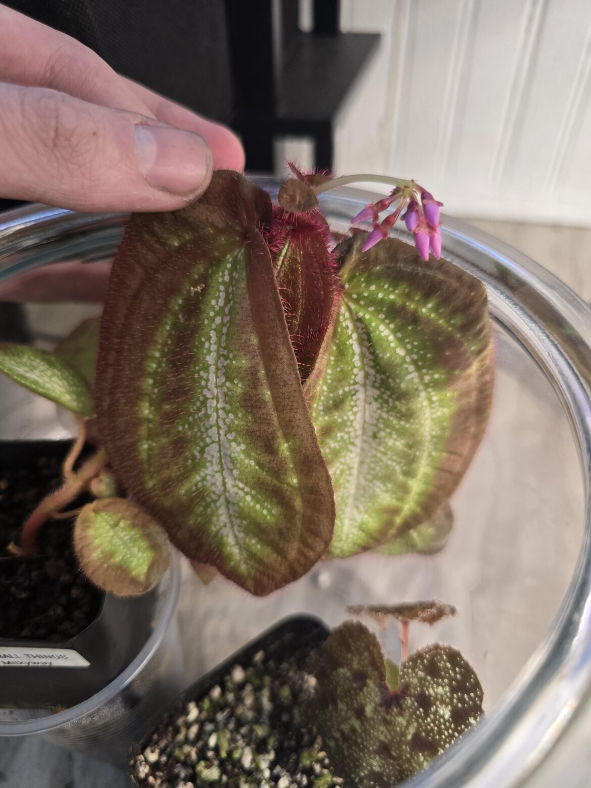 Sonerila sp white galaxy arms propogation