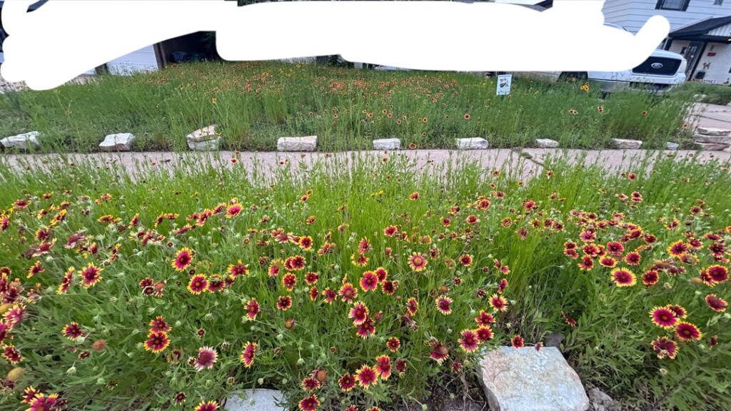 My Crop of Blanketflower