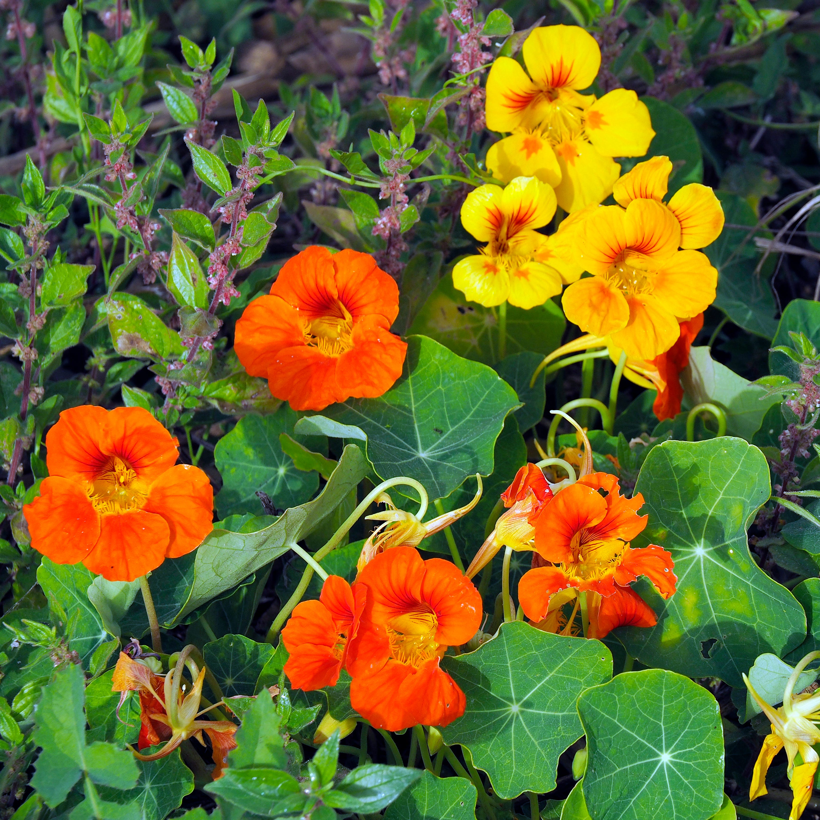 Nasturtium (Tropaeolum majus)  Plant in Full Bloom in Algarve, Portugal
