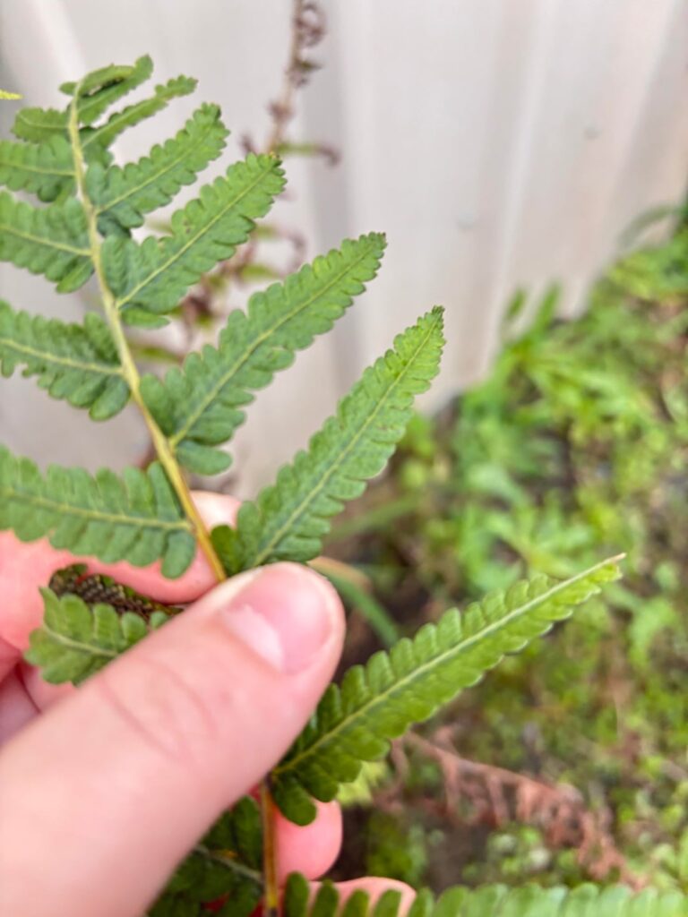Trouble IDing specific species of these ferns SE QLD