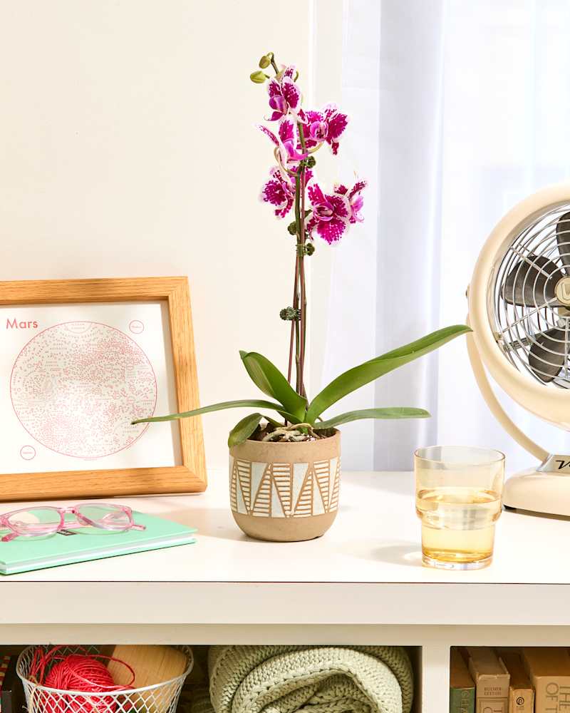 head on shot of a single pink speckled orchid in a beige and white pot on a white counter with a blanket basket to the left and a white table fan on the right.