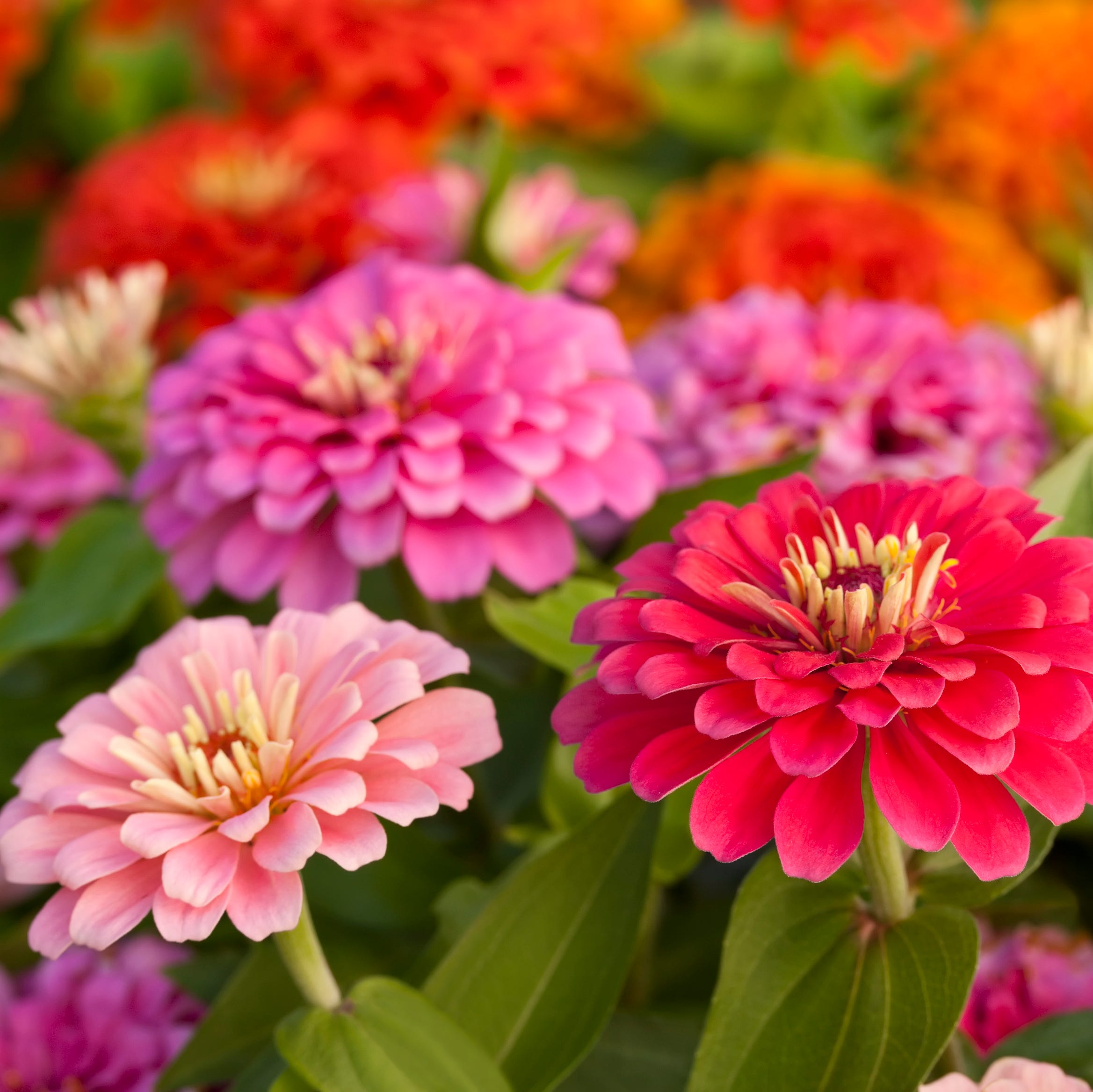Assortment of pink-shaded zinnias in a flower patch