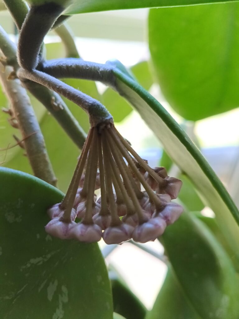 Double Bloom? Double Bloom?