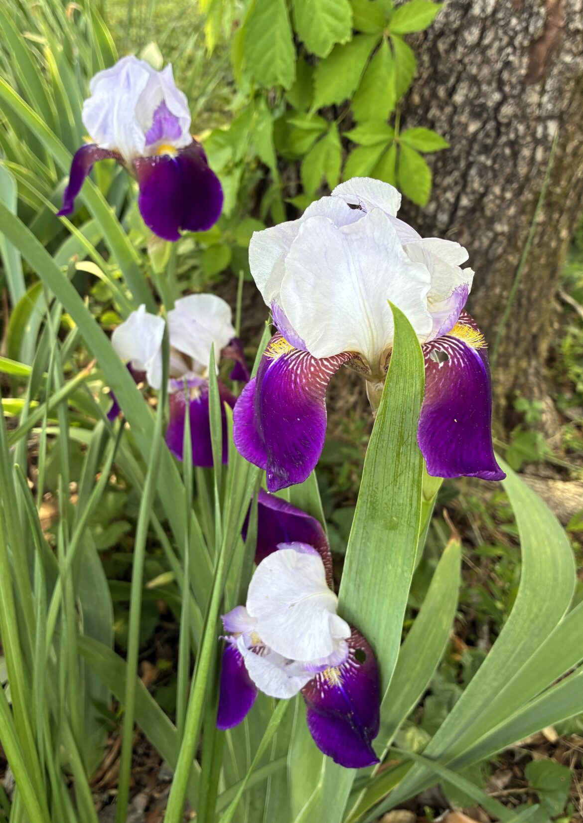 Tall Bearded Iris (Plicata)