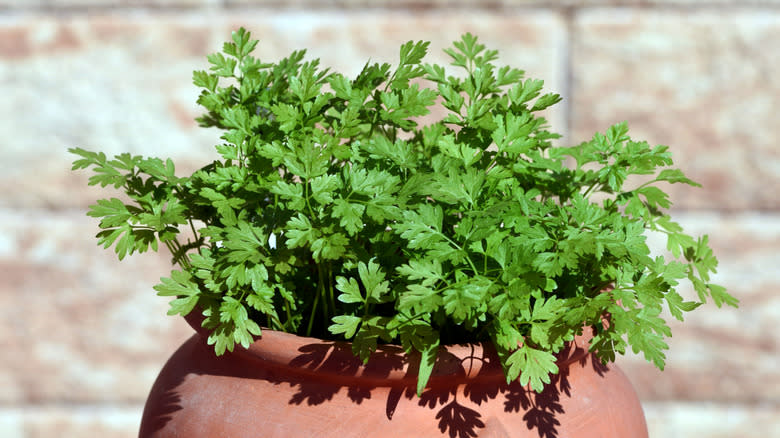 A large pot of chervil