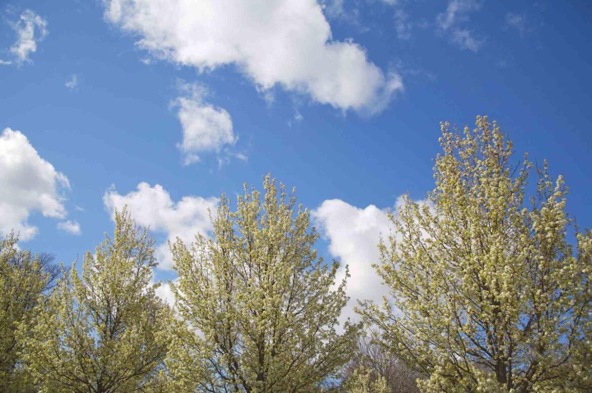 12 Trees That Can Ruin Your Yard With Invasive Roots And Messy Debris
