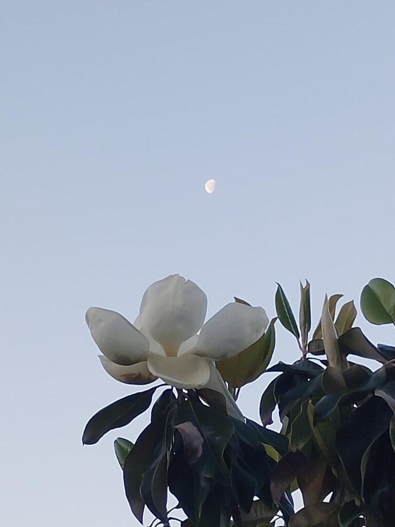 Got a pretty flower!! :D