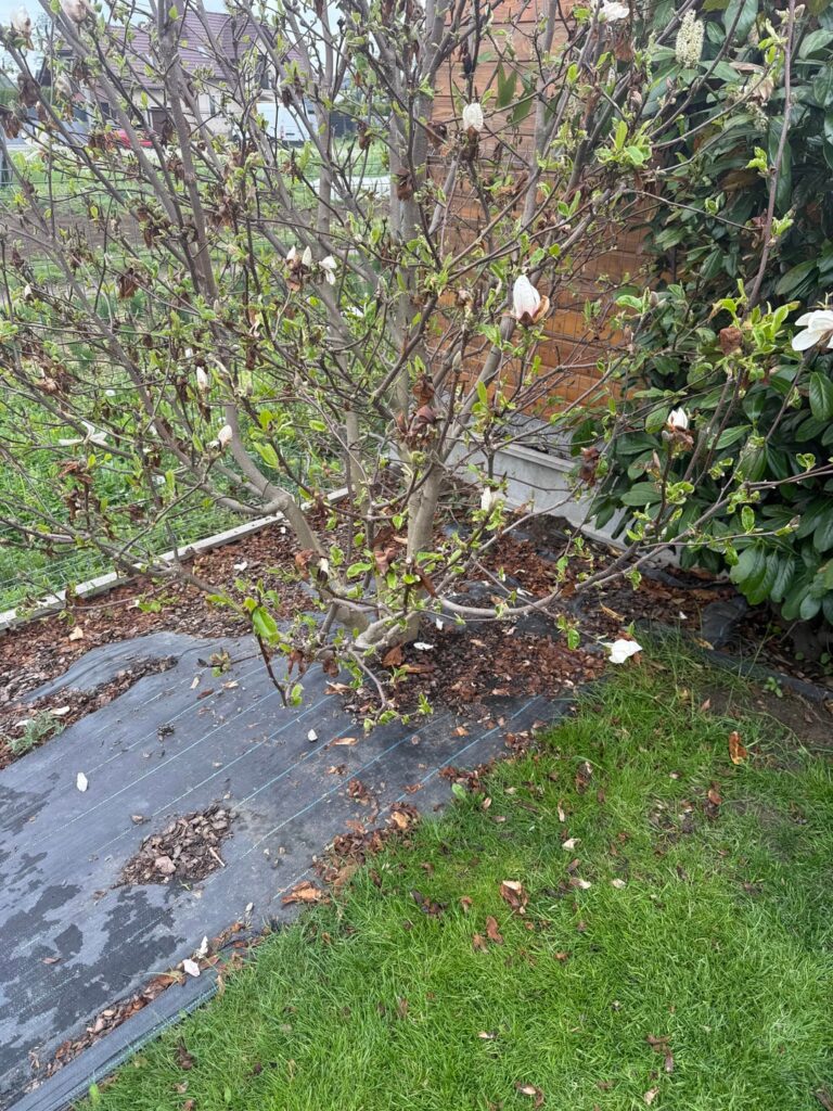 Trees don’t like its place or frostbite ? Trees don’t like its place or frostbite ?