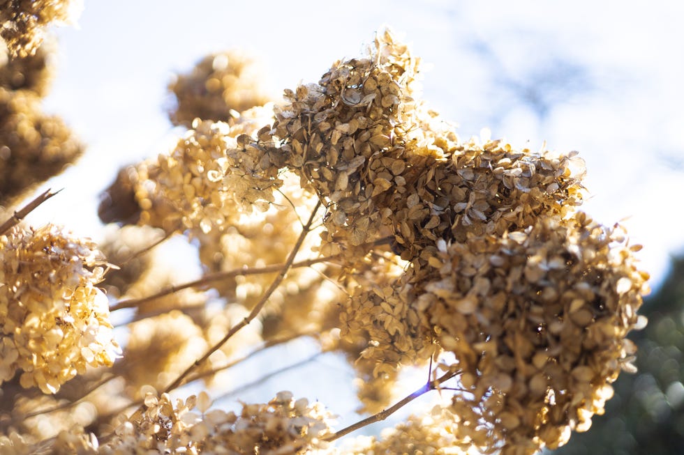 top gardening trends of 2026 multi-season interest
